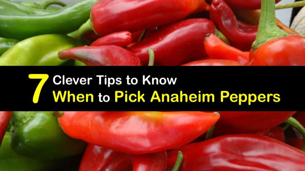 When to Pick Anaheim Peppers titleimg1