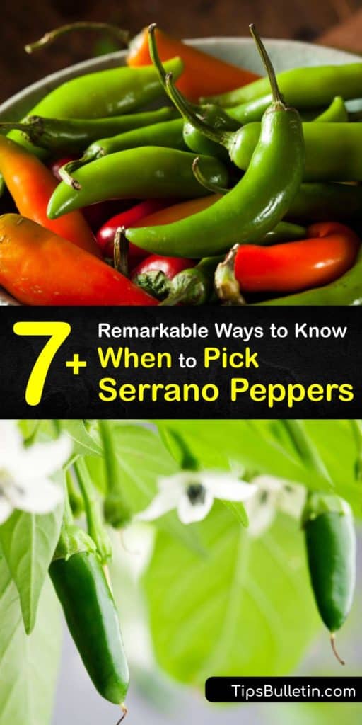Learn when to pick serrano peppers to use in Mexican dishes. This chili pepper is hotter than jalapeno peppers on the Scoville scale but less hot than the habanero. Try a red pepper if you enjoy spicy foods or a green one if you have a lower heat tolerance. #serrano #peppers #picking #harvest