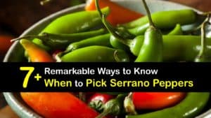 When to Pick Serrano Peppers titleimg1