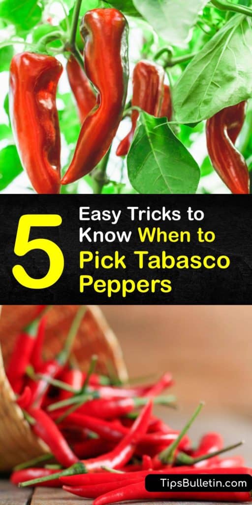 Learn how to grow Tabasco peppers, when they are ready to harvest at the end of the growing season and make homemade Tabasco sauce. Tabasco peppers need full sun to grow and unlike bell peppers, this hot pepper has a medium-hot Scoville rating. #when #picking #harvesting #tabasco #peppers