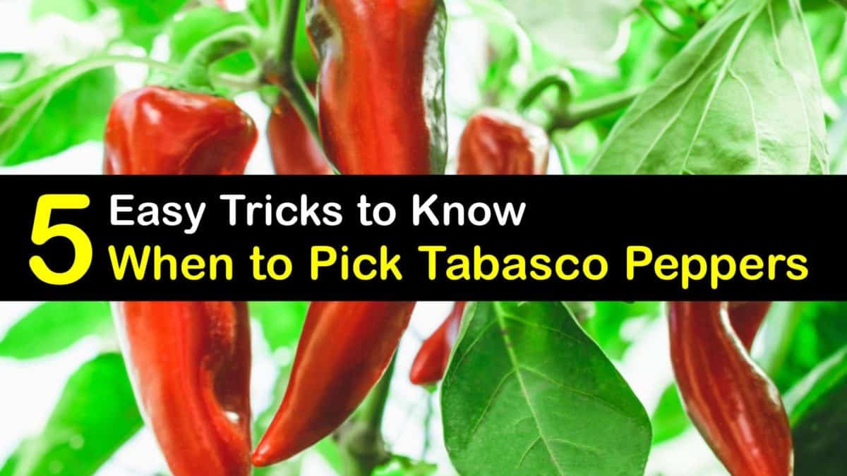 5 Easy Tricks to Know When to Pick Tabasco Peppers