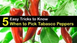 When to Pick Tabasco Peppers titleimg1