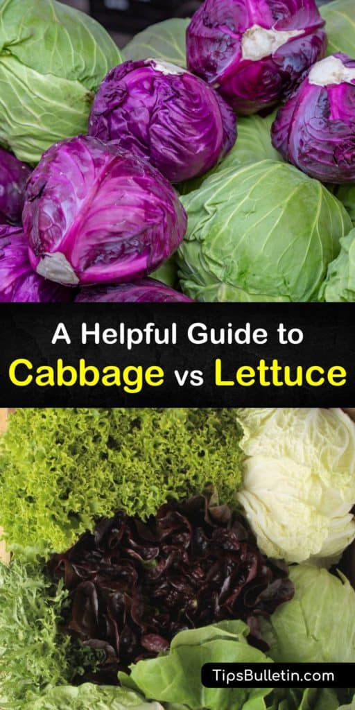 Discover the health benefits of cabbage and lettuce, how they differ, and tips for growing your own. These leafy greens are delicious and contain dietary fiber, antioxidants, potassium, vitamin K, and vitamin B6, and are great for weight loss. #cabbage #difference #lettuce