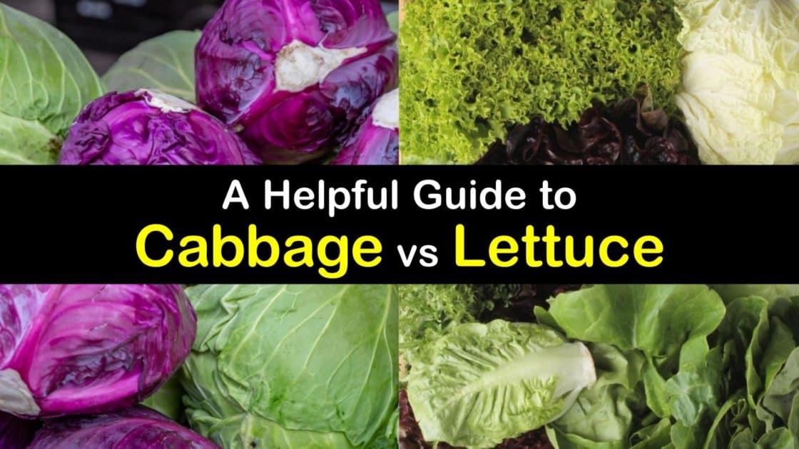 Differences between Cabbage and Lettuce