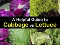 Cabbage vs Lettuce titleimg1