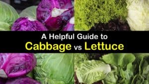 Cabbage vs Lettuce titleimg1