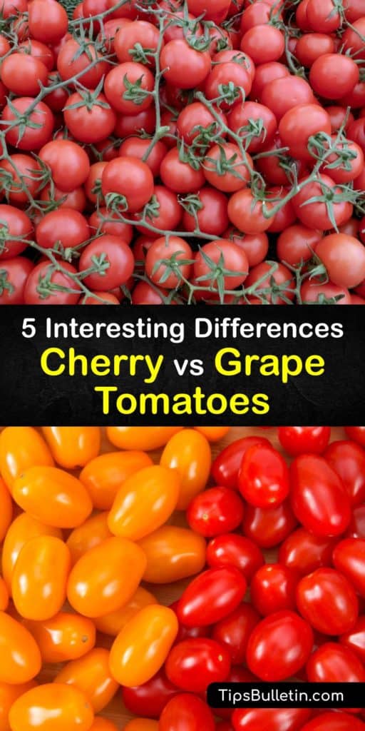 Discover the differences between grape and cherry tomatoes. Both types contain lycopene and provide a variety of health benefits. Cherry tomatoes are round with thin skin, and grape tomatoes have thicker skin, an oblong shape, and make perfect kebabs. #differences #cherry #grape #tomatoes