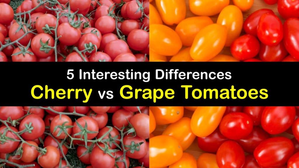 Cherry vs Grape Tomatoes - Tips Bulletin