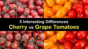 Cherry vs Grape Tomatoes titleimg1