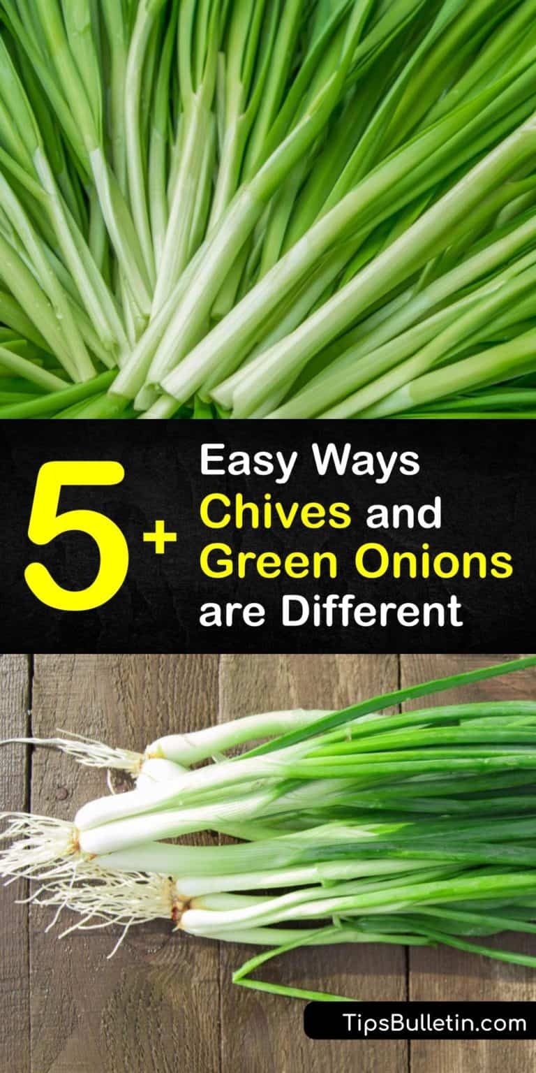 Are Chives and Green Onions the Same