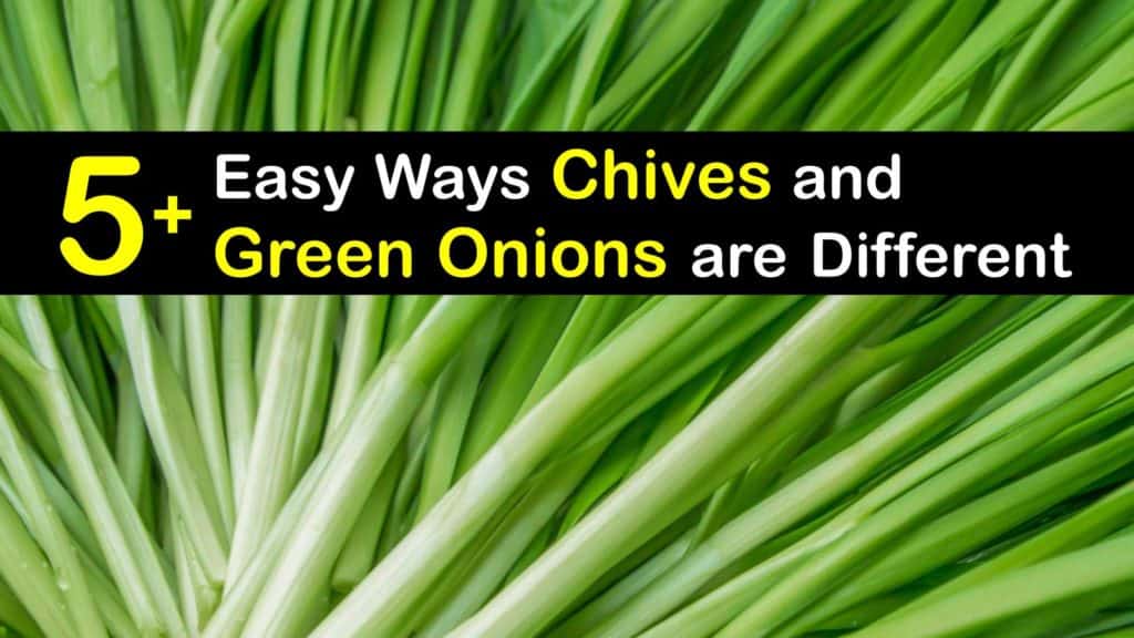 Chives vs Green Onions titleimg1