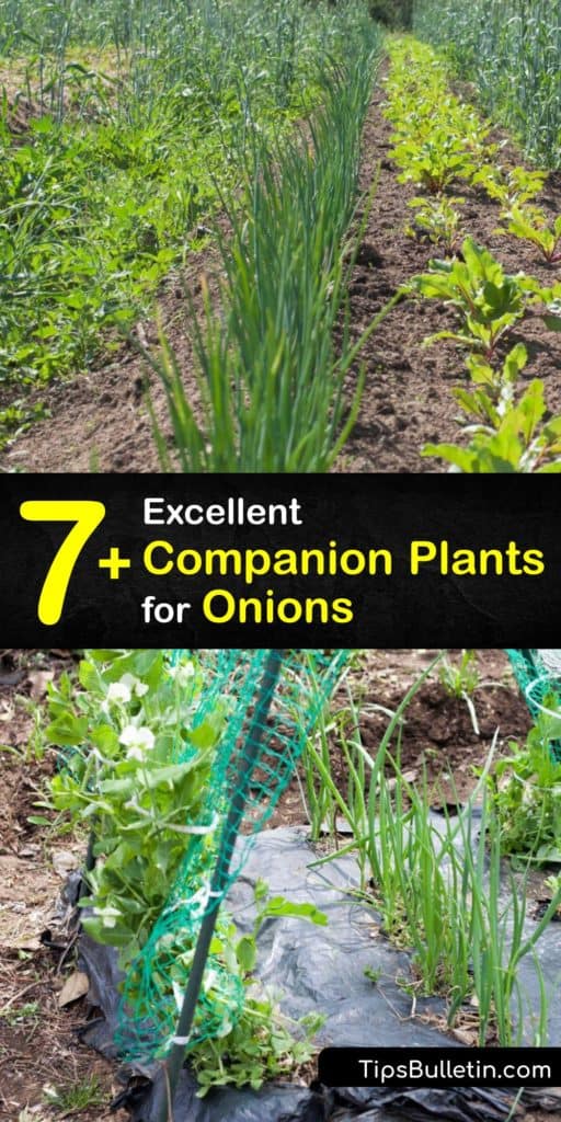 Discover how to grow onions with ease by growing companion plants. Onions deter aphids naturally, and they grow well alongside radishes, turnips, and many other plants. However, chives and leeks don't make good companions since they attract onion maggots. #companion #plant #onions