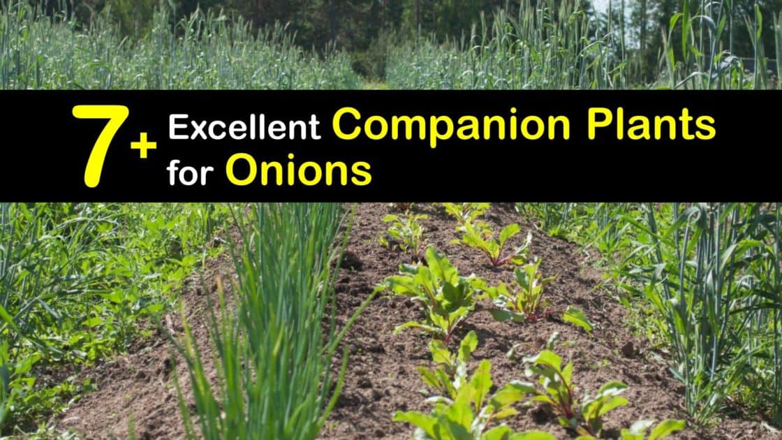 Onion Plant Companions What Grows Well with Onions