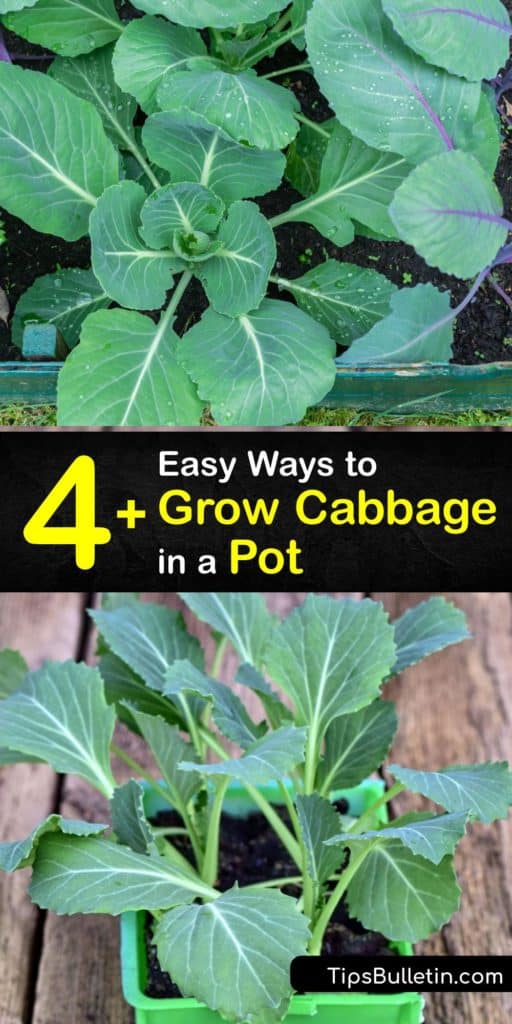 Discover how to grow cabbage plants in containers. Like other plants in the Brassica family, cabbage needs full sun and plenty of water and fertilizer. Protect your cabbage heads from aphids and cabbage loopers with companion planting. #grow #cabbage #container #gardening