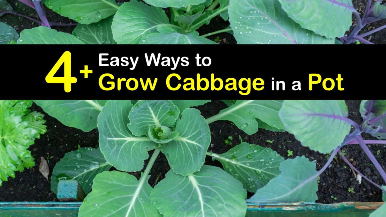 Container Grown Cabbage Smart Ways to Plant Cabbage in Containers