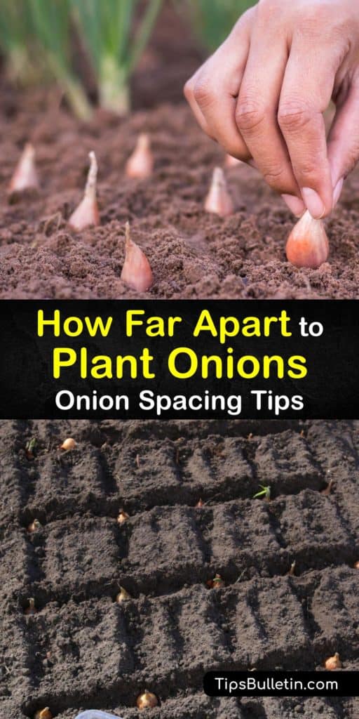 Find out just how important spacing is and learn exactly how far apart to plant short-day, long-day, and day length onions. Plant onions and scallions in the early spring from onion seeds or onion sets and add mulch to produce big beautiful bulbs this growing season. #apart #plant #onions