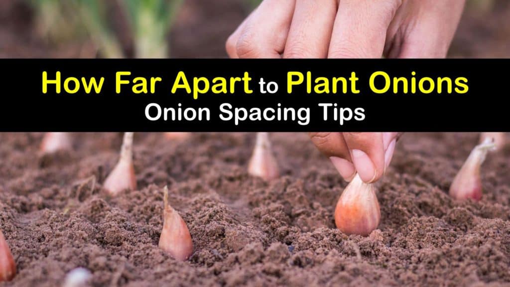 How Far Apart to Plant Onions