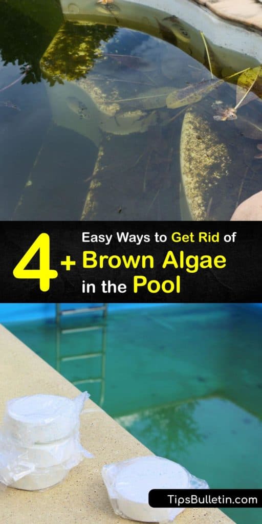 Learn how to get rid of brown algae from the pool. There are many types of algae, from yellow and green algae to brown and black algae. It’s vital to use a sanitizer to balance the pool water chlorine levels to prevent algae growth. #howto #getridof #pool #algae #brown