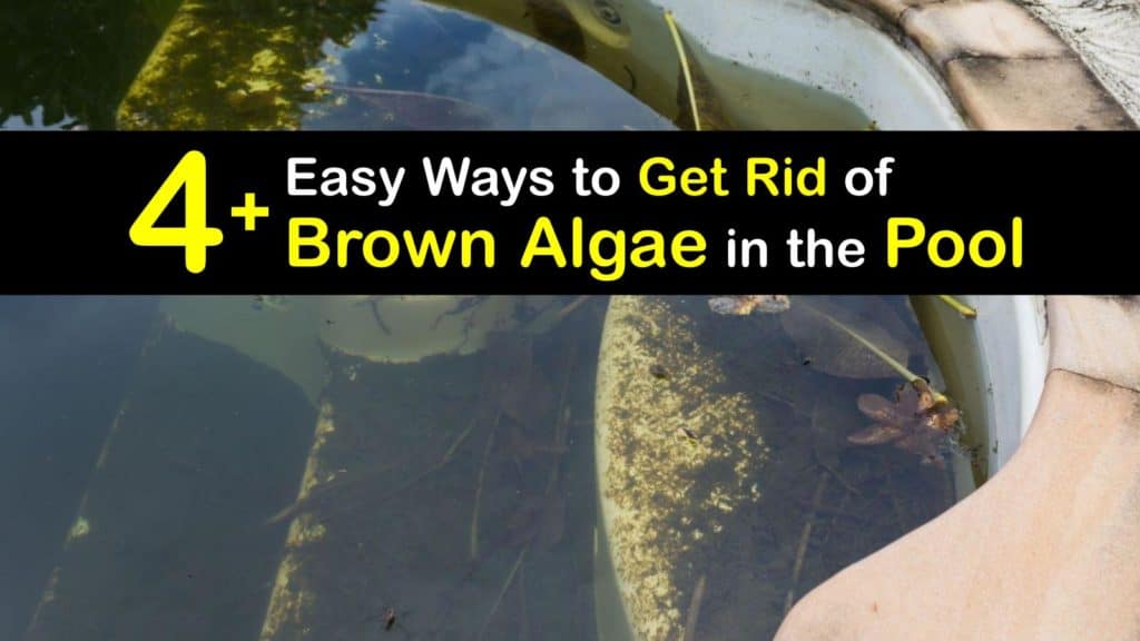 Cleaning Green Pool Algae Fast Ways to Remove Green Algae