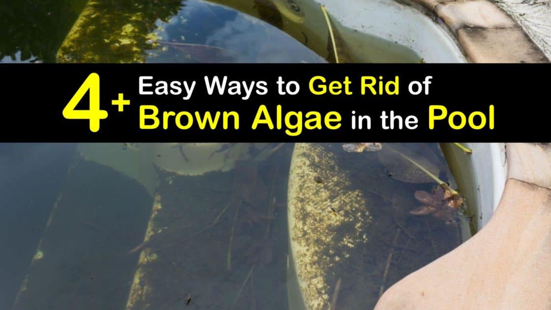 Clearing Brown Pool Algae - Easy Tricks for Getting Rid of Brown Algae How To Clean Brown Pool Water