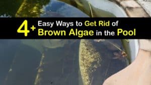 How to Get Rid of Brown Algae in the Pool titleimg1