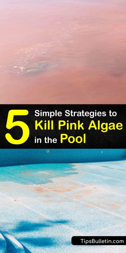 Keep your pool water free from pink slime, black algae, and other algae growth. Start by checking your chlorine level and alkalinity, backwash the filter, and use a skimmer and vacuum to rid your water from pink algae and make it safe to swim in again. #pink #algae #pool #getridof