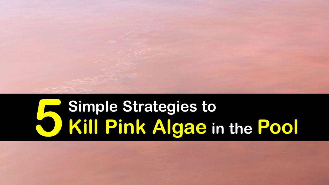 Pink Algae in the Swimming Pool Detailed Guide for Cleaning Pink Pool