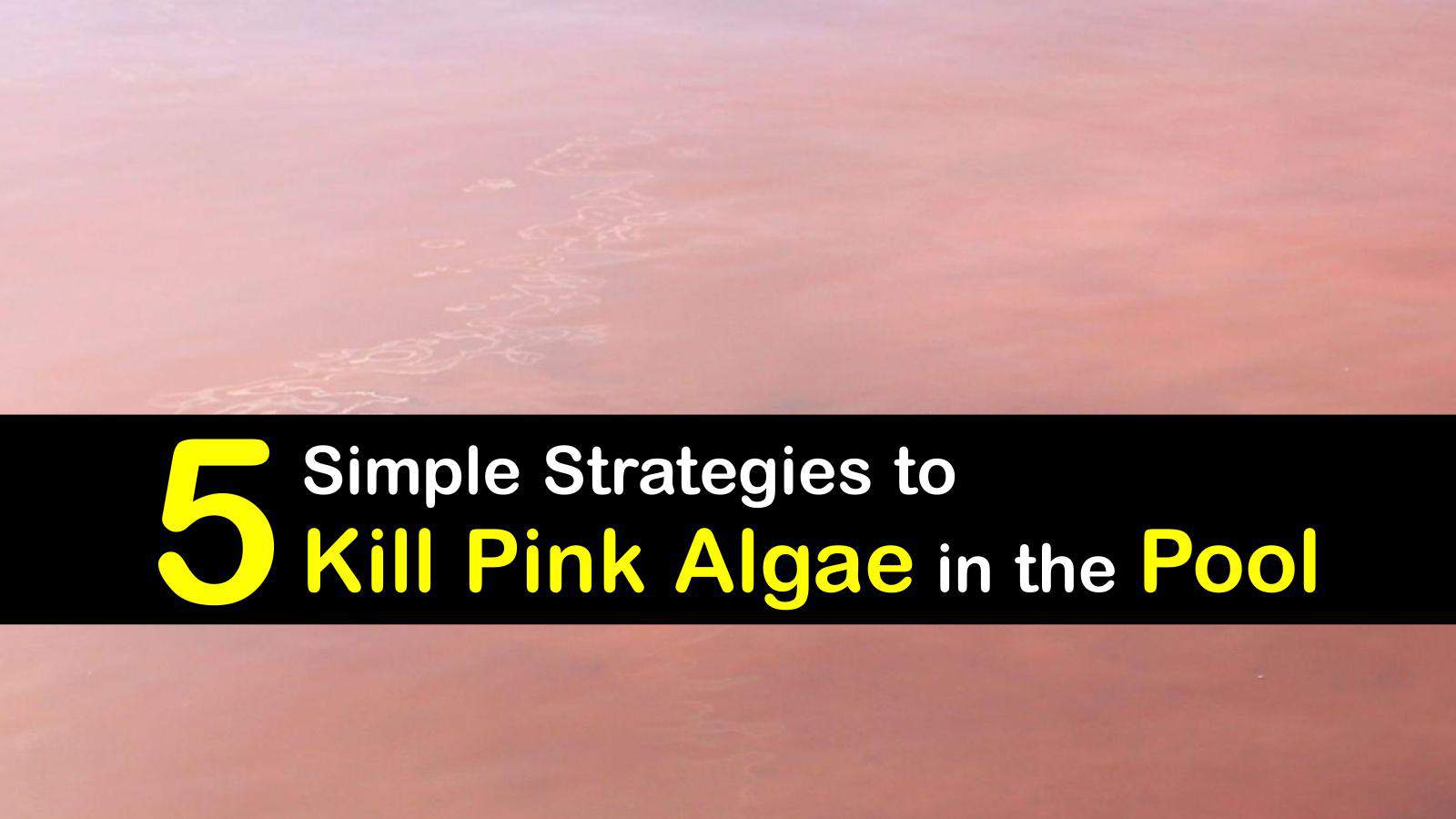 Pink Algae in the Swimming Pool Detailed Guide for Cleaning Pink Pool