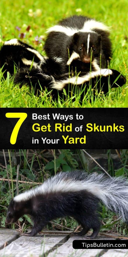 Learn how to get rid of skunks in the yard humanely without calling in pest control. These critters are attracted to garbage cans around your home, and moth balls and bright lights keep them at bay, and using a skunk repellent deters them from the area. #howto #getridof #skunks #yard