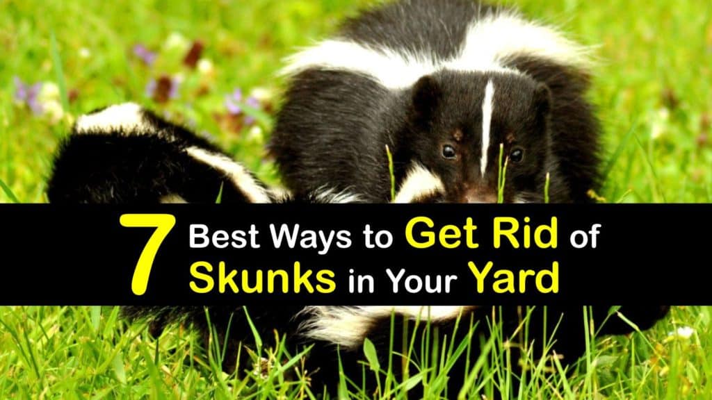 How To Get Rid Of Skunks In The Yard