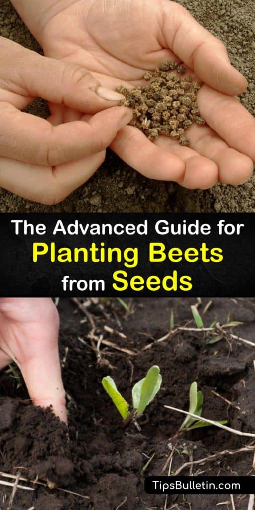 Gather your Detroit Dark Red heirloom beet seeds and learn everything there is to know about Beta vulgaris. This thorough guide contains information on soil temperature, spacing, mulch, row cover, and even the best beets to use for pickling. #grow #beets #seed