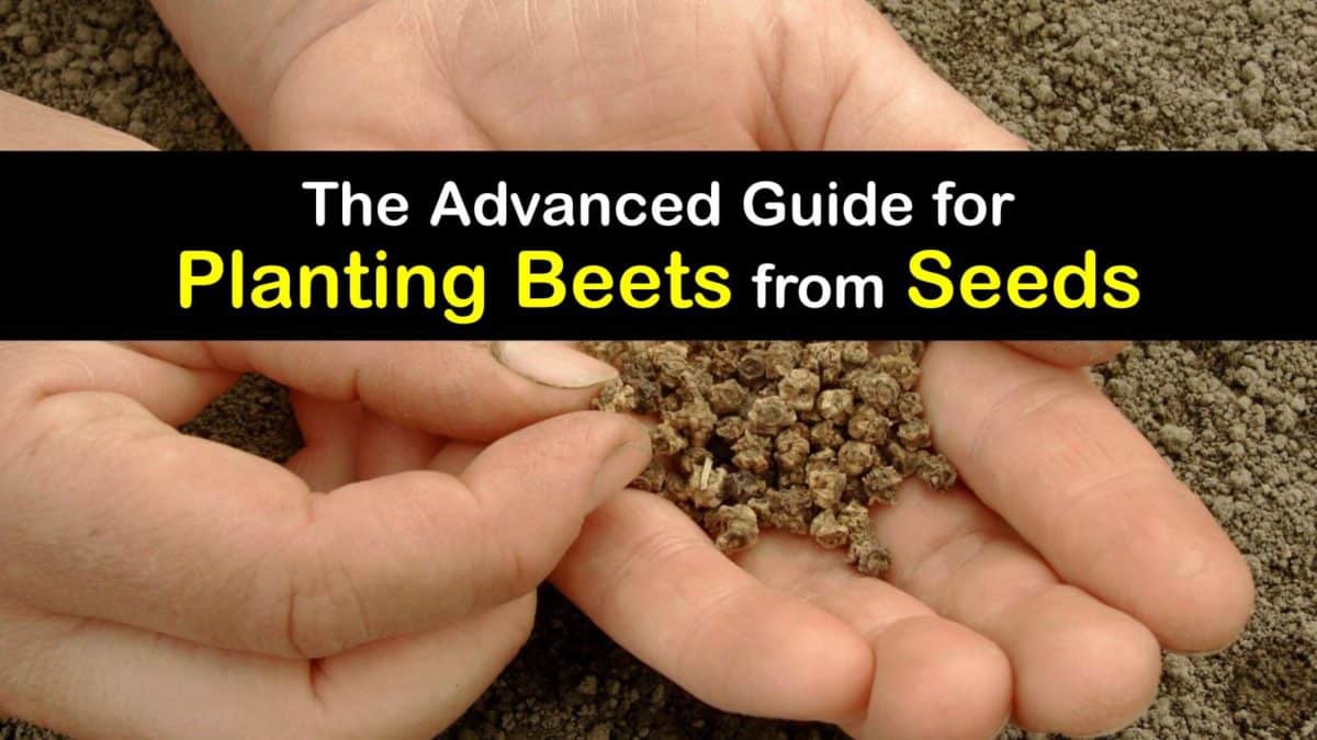 Beet Seed Propagation Can You Grow Beets from Seeds