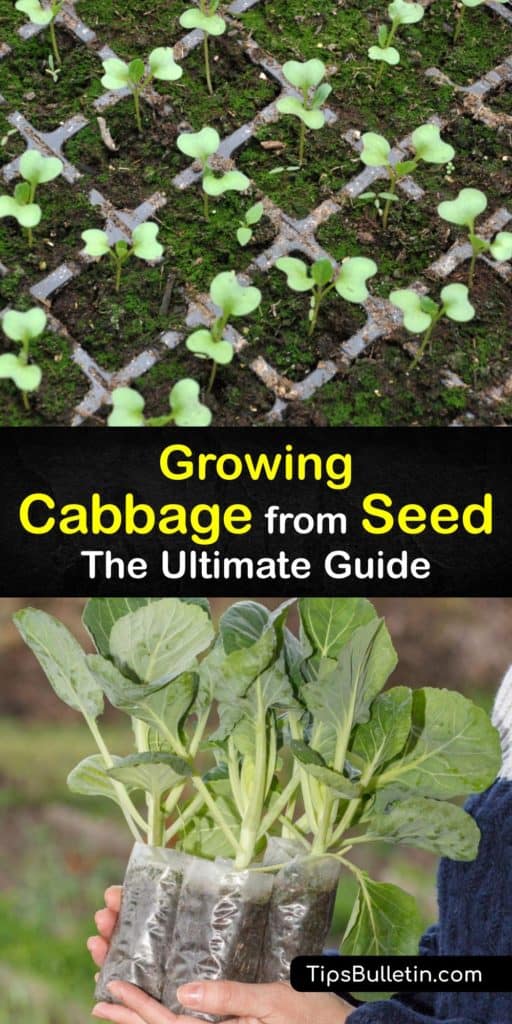 Learn how to grow cabbage (Brassica oleracea) in a few simple steps. Cabbage seeds are inexpensive and starting them indoors and transplanting them in the garden with mulch and the right spacing rewards you with a healthy, abundant harvest at the end of the season. #howto #grow #cabbage #seeds