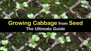 How to Grow Cabbage from Seed titleimg1