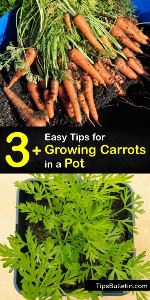 Make your baby carrots, Nantes, Chantenay, and other carrot varieties germinate quickly with these tips involving root vegetables and container gardening. Understand the importance of full sun, potting soil, and drainage holes so that you have the most successful harvest yet. #grow #carrots #pot