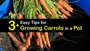 How to Grow Carrots in a Pot titleimg1