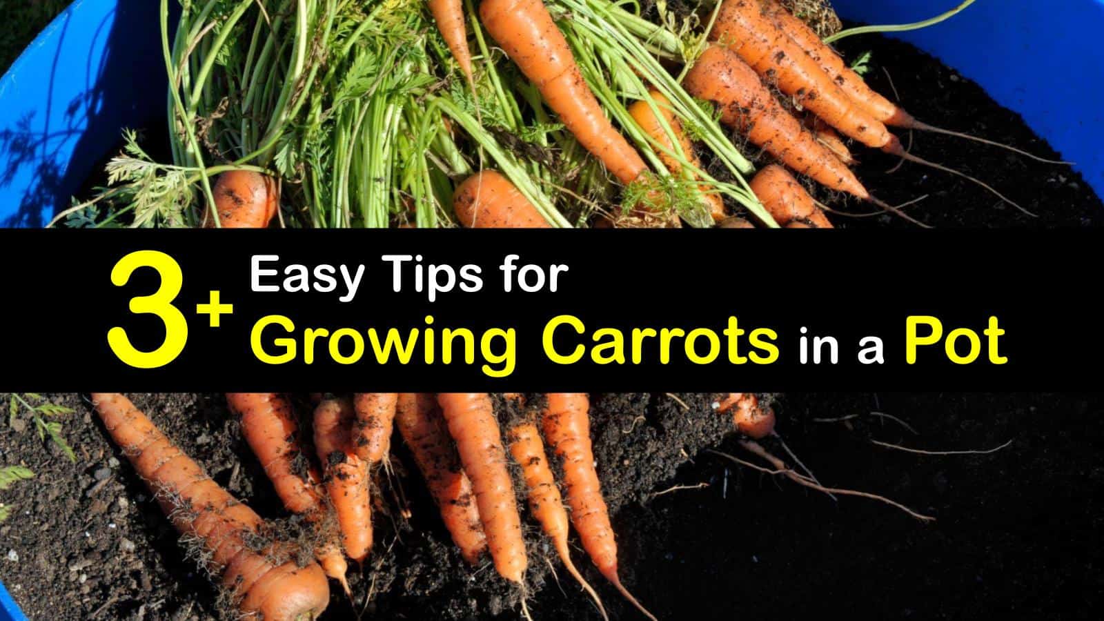 Potted Carrot Care Smart Guide for Planting Carrots in a Pot