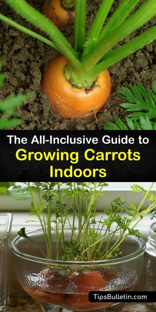 Discover the best tips and tricks to grow-carrots-indoors. All you need is a sunny window with full sun, a large pot, and consistently keep the soil moist. Carrots are one of the veggies richest in nutrients like beta-carotene and potassium. #grow #carrots #indoors #gardening