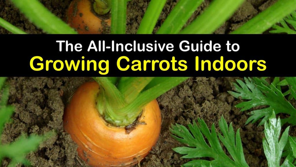 How to Grow Carrots Indoors titleimg1