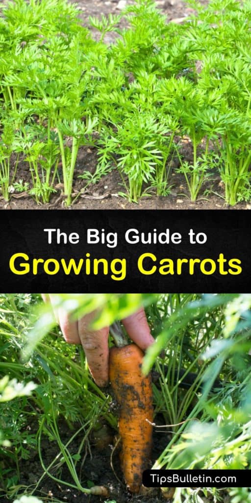 Discover how to grow carrots in a garden or raised beds and enjoy a bountiful harvest at the end of the season. Plant carrots in the early spring by spacing rows one to two feet apart. Make sure the garden is in full sun and the soil is well drained, sandy loam. #howto #grow #carrots