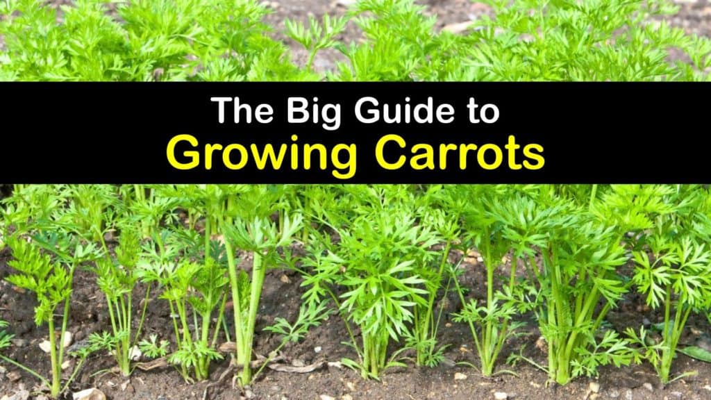 How to Grow Carrots titleimg1