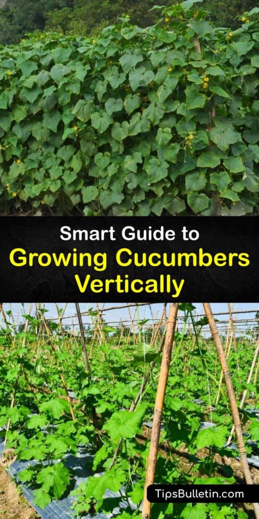 Read our tips for growing cucumbers vertically, from choosing cucumber varieties to installing a support like a DIY trellis or tomato cage. If necessary, tie the cucumber vines loosely in place using twine. Add cukes to your vegetable garden today. #cucumbers #plants #vertical #gardening