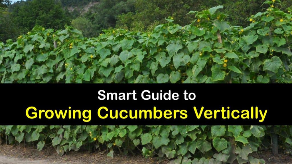 How to Grow Cucumbers Vertically titleimg1