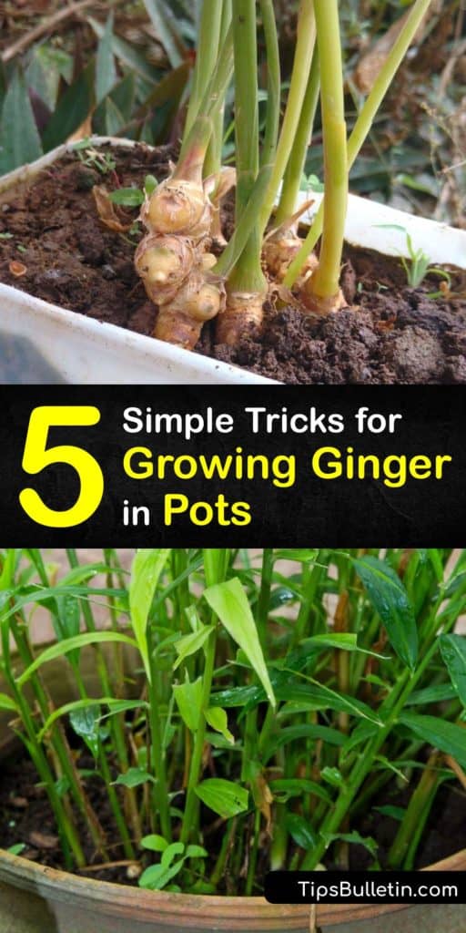 Pick out the best ginger rhizomes and use these growing-ginger-indoors tips to always have some on hand. This article includes tips about potting soil and potting mix, keeping the soil moist to encourage sprouting, and proper drainage holes to make Zingiber officinale thrive. #grow #ginger #pot