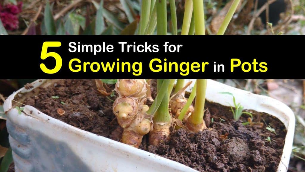 How to Grow Ginger in a Pot titleimg1