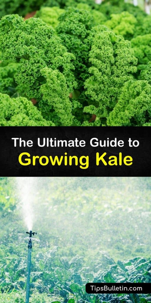 Discover the best tips for growing kale, which is a biennial plant that thrives in cool weather, moist soil, and full sun. Grow fun varieties like Lacinato, Red Russian, and curly kale. Use companion planting to repel pests like aphids and cabbage worms. #grow #kale #gardening