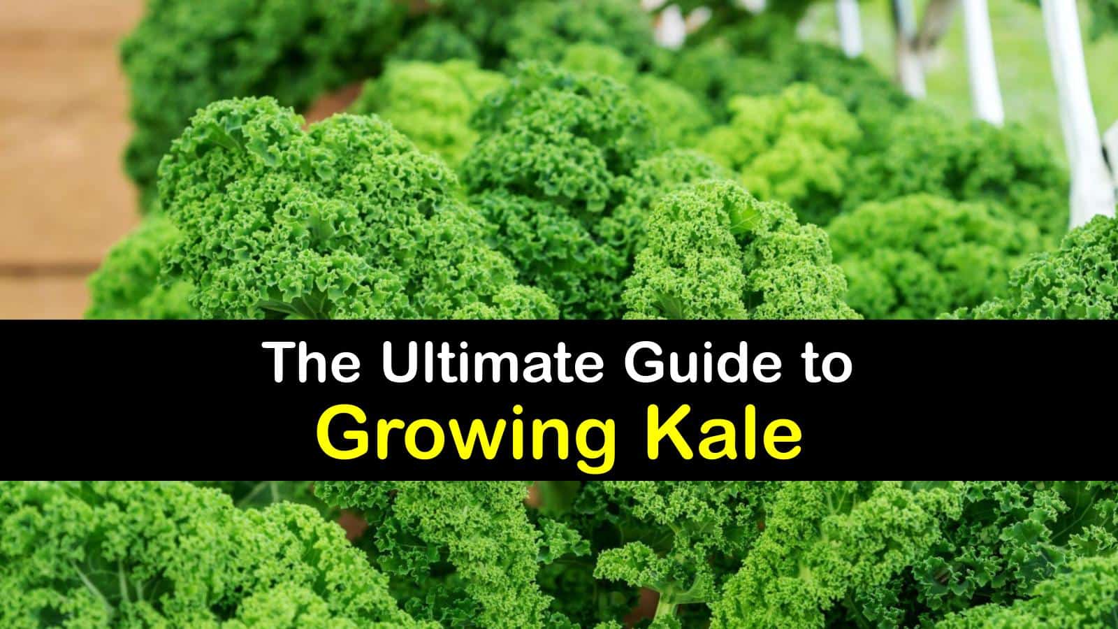 Growing Kale Plants Clever Tips for Planting Kale