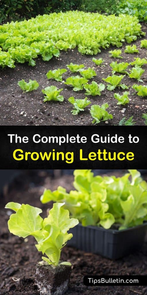 Find out how to plant lettuce seeds and grow beautiful lettuce plants in your garden. Learn about plant spacing, using mulch to retain moisture and keep the soil cool in hot weather, and protecting your plants from aphids and other pests with row covers. #plant #lettuce #growing