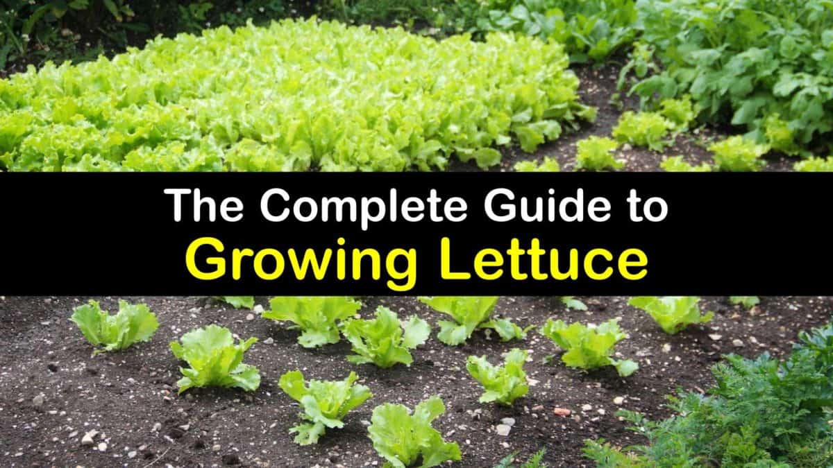 Growing Lettuce Clever Tricks for Thriving Lettuce Plants