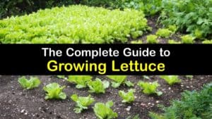 How to Grow Lettuce titleimg1